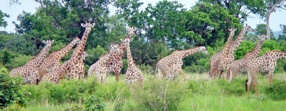 Giraffer i Mikumi.