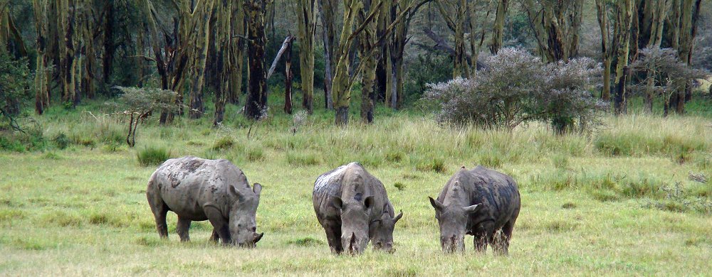 Vita noshörningar/trubbnoshörningar i Lake Nakuru National Park i Kenya.