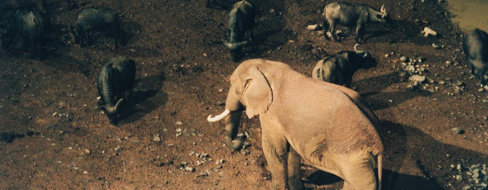 Elefant och bufflar i strålkastarsken vid Treetops Lodge.