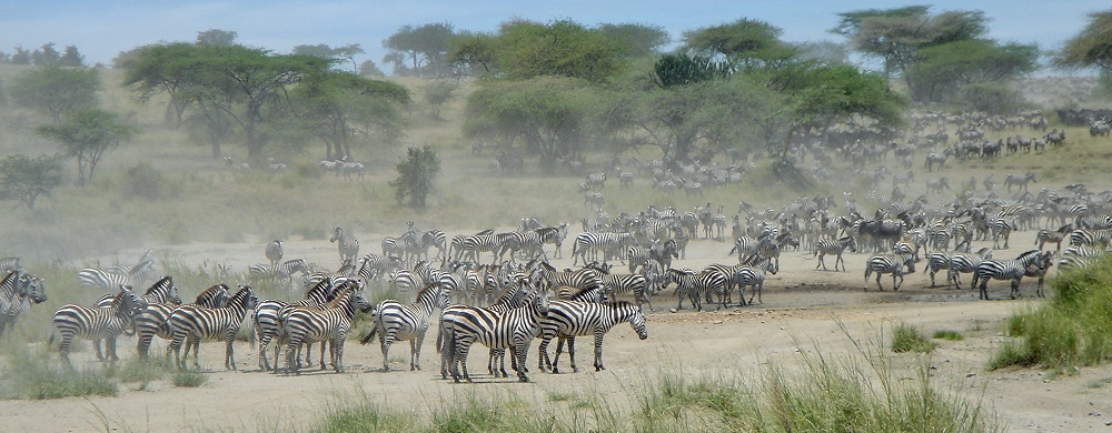 Zebramigration vid Lake Magadi/Lake Moru i södra Serengeti.
