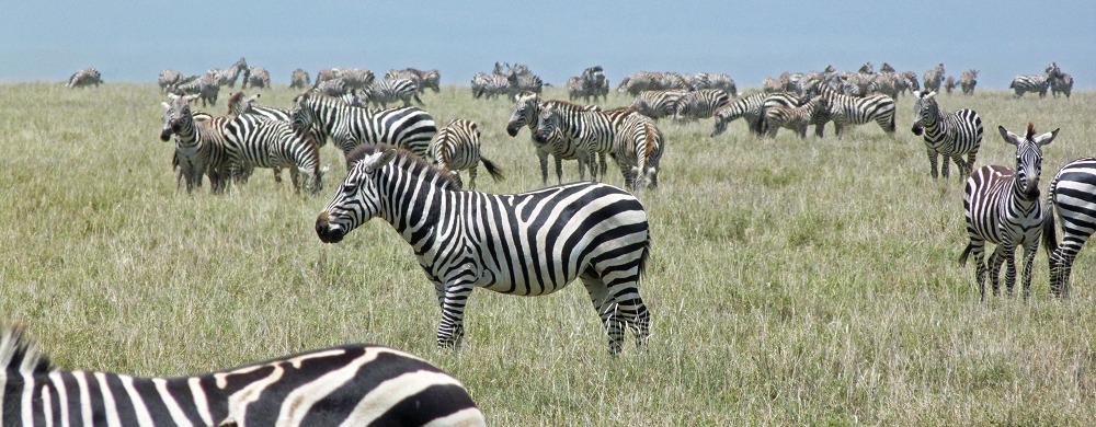 Zebramigration i Serengeti.