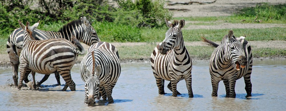 Drickande zebror i Lake Ndutuområdet i norra Tanzania.