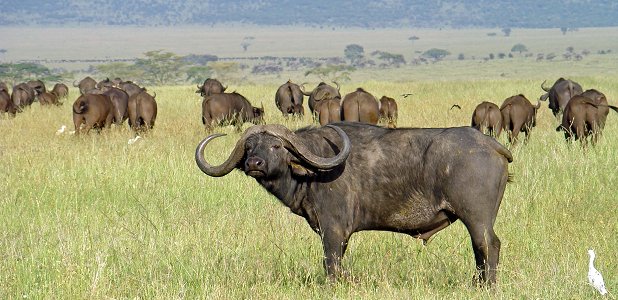 Den afrikanska buffeln hör till de farligaste djuren i Afrika.