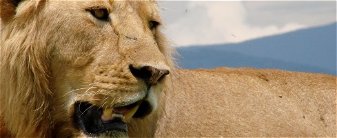 Lejonhane i Ngorongorokratern, ett av världens mest rovdjurstäta områden.