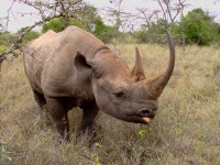 Spetsnoshörning, även kallad svart noshörning.