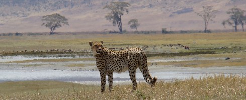 En gepard vid Lake Magadi i Ngorongorokratern.