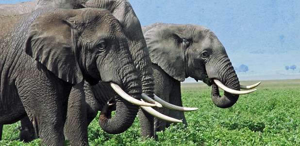 Elefanttjurar i Ngorongorokratern i Tanzania.