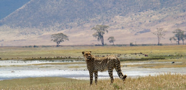 En gepard på västra sidan av Lake Magadi.