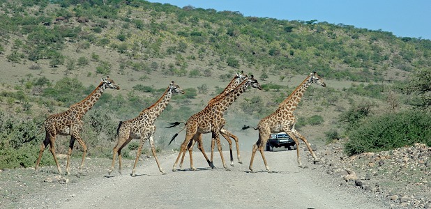 Giraffhjord korsar vägen.