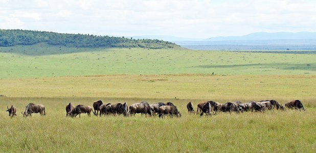 Gnuer i västra Masai Mara.
