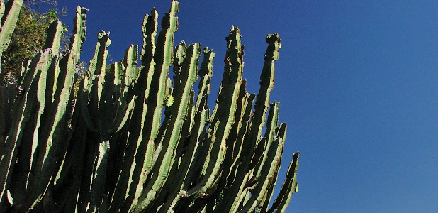 Euphorbia candelabrum – kandelaberträd.