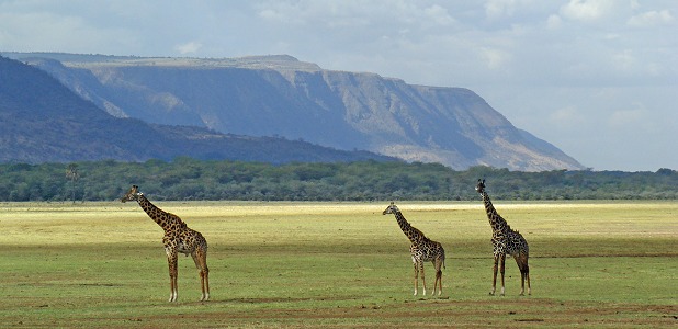 Giraffer i gräsmarkerna mellan skogen och sjön i Lake Manyara.