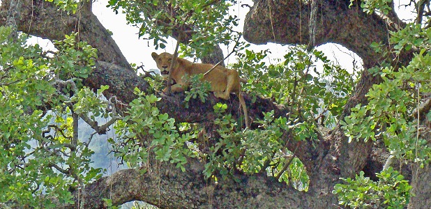 Trädklättrande lejon i Lake Manyara.