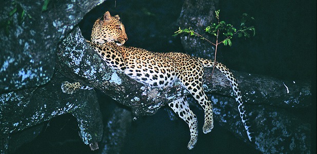 En leopard har upptäckts under en nattsafari.