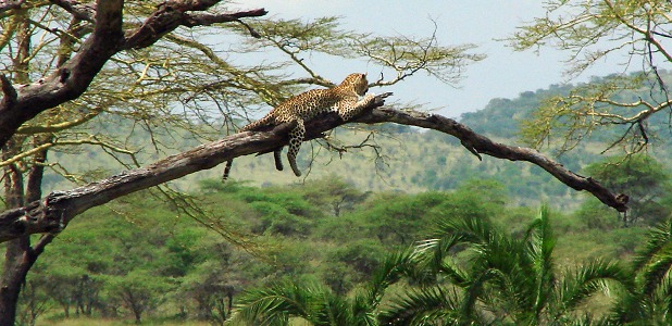 Leopard på en gren i ett dött träd.