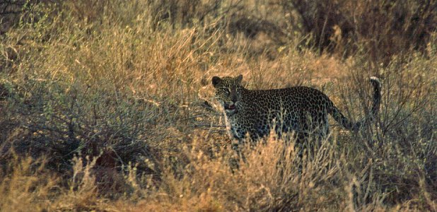 Leopard i Samburu i Kenya.