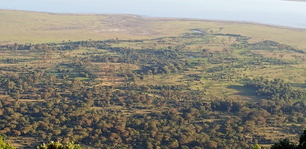 Leraiskogen på den södra kraterbottnen.