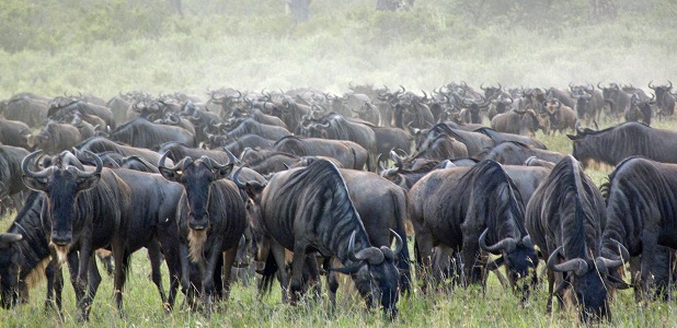 Gnumigration i Serengeti.