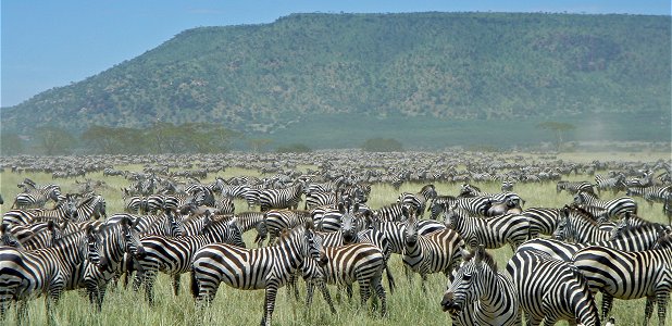 Zebramigration i centrala Serengeti.
