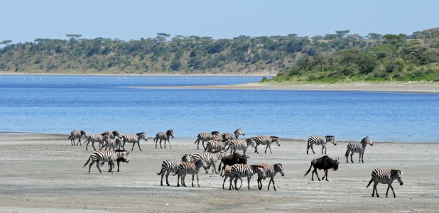 Zebror och gnuer vid Lake Ndutu.