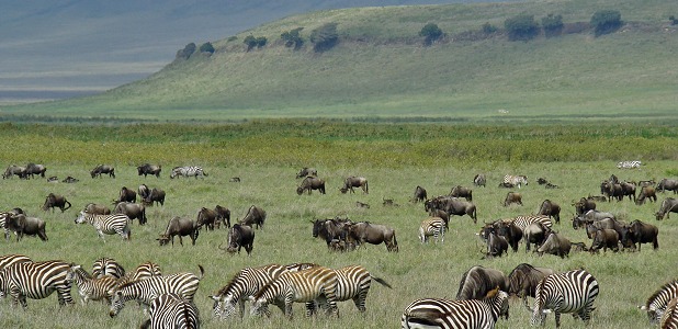 Den djurrika Ngorongorokratern finns med på de flesta safarier i norra Tanzania.