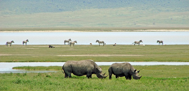 Noshörningar och zebror vid Lake Magadi på Ngorongorokraterns botten.