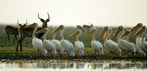 Lechwevattenbockar och vita pelikaner i Lochinvar.