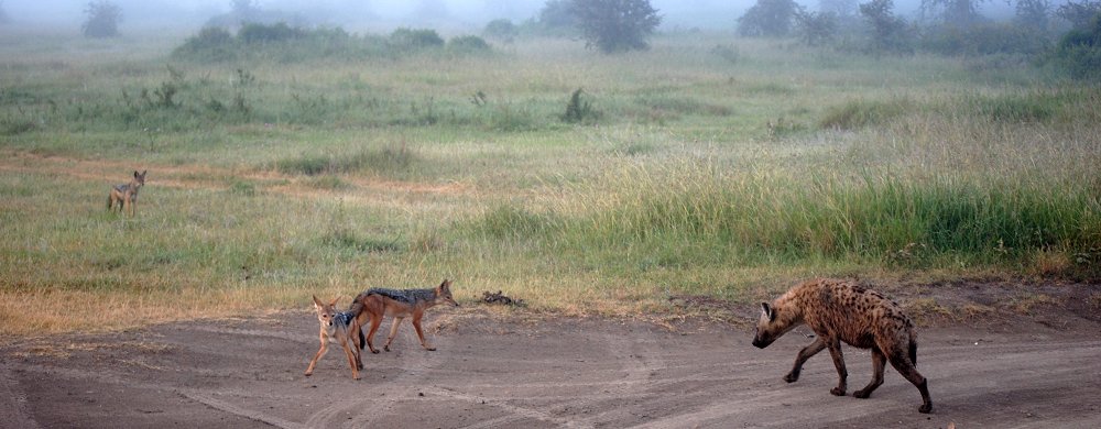 Djurmöte: schakaler och hyena.