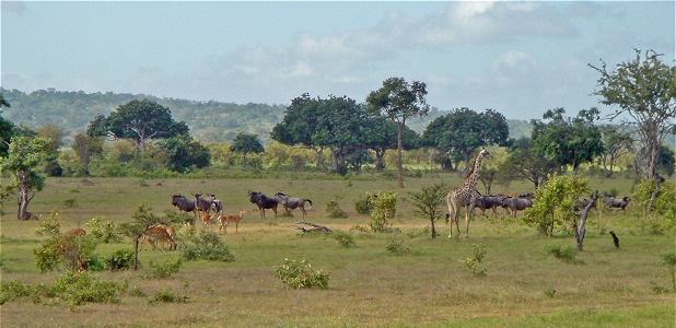 Gnuer, impalaantiloper och giraff.