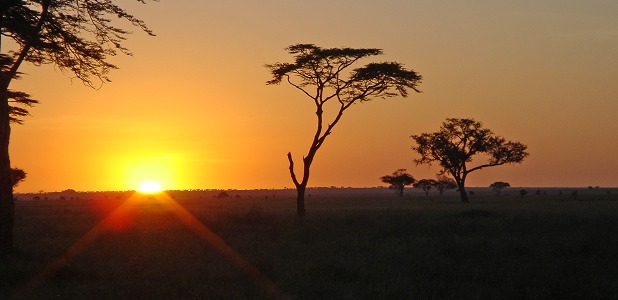 Soluppgång på savannen.