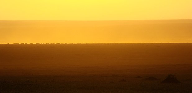Gnuer i morgonljus över Serengetislätten.