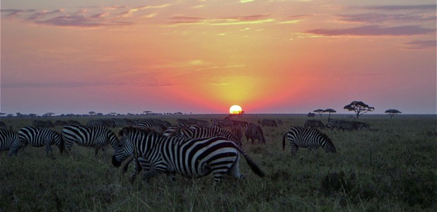 Zebrahjord i soluppgång i nationalparken Tarangire i Tanzania.
