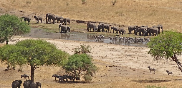 Höstlov: Elefanter, zebror och gnuer vid floden i ett torrt Tarangire.