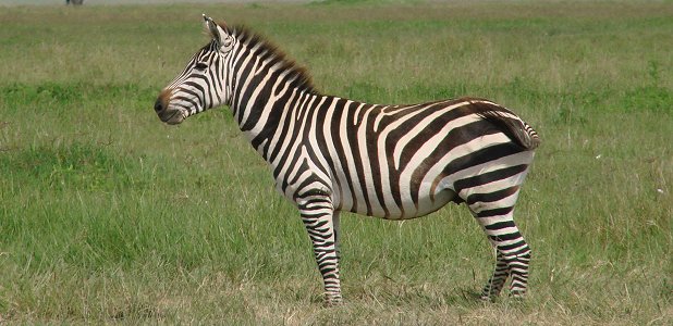Vanlig zebra.